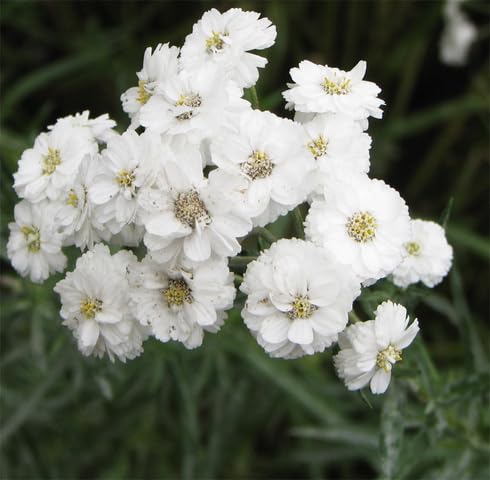White Ptarmica Flower Seeds Heirloom Non-GMO High Germination Organic Garden Seeds for Planting