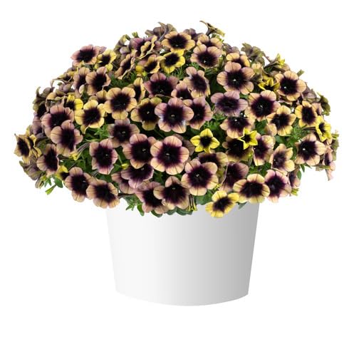 brown petunia flower seeds