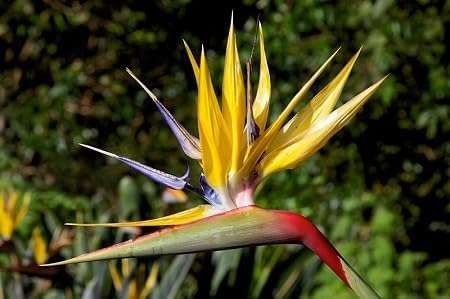 Strelitzia Flower Seeds Yellow Heirloom Non-GMO High Germination Organic Garden Seeds