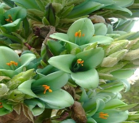 Puya Alpestris Flower Seeds Green Heirloom Non-GMO High Germination Organic Garden Seeds for Planting