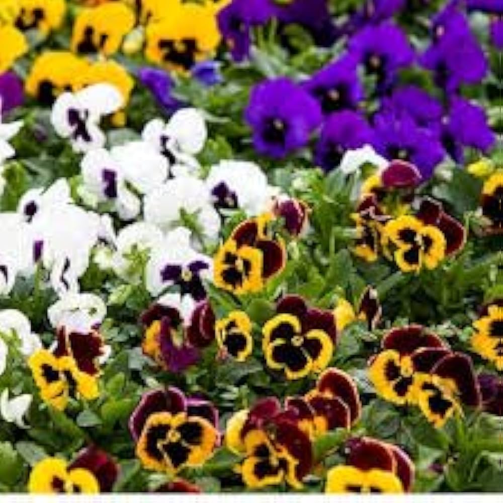 pansy giant flower seeds