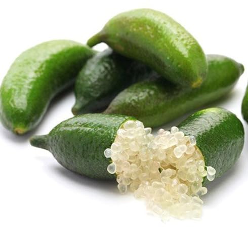 Green Finger Lime Seeds for Planting – Heirloom Non-GMO High Germination Organic Garden Seeds