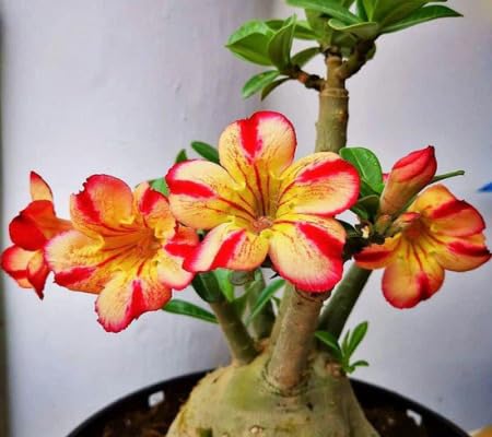 Adenium Flower Seeds for Planting – Heirloom Non-GMO High Germination Organic Garden Seeds