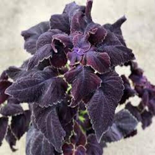 purplecoleusheirloomnongmo flower seeds