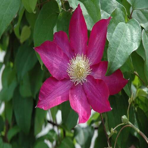 pink giant flower seeds