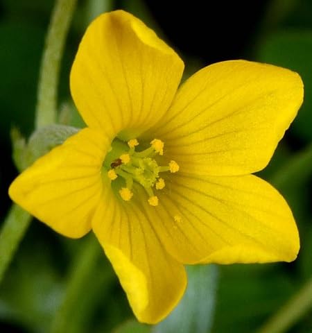 Oxalis Flower Seeds – Heirloom, Non-GMO, High Germination Organic Garden Seeds for Planting