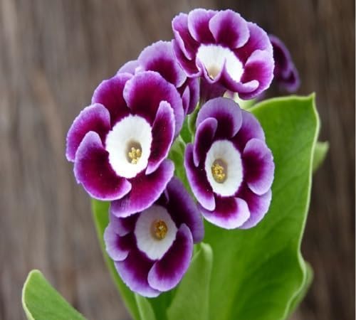 Primula Auricula Blumensamen – Alte Sorte, gentechnikfrei, keimstarke Bio-Gartensamen zum Pflanzen