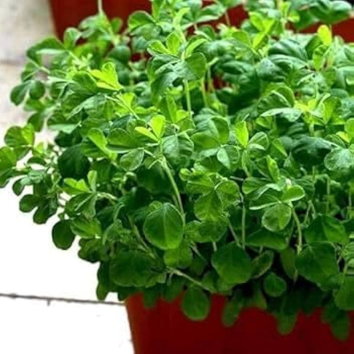 Green Fenugreek Plant Seeds Heirloom Non-GMO High Germination Organic Garden Seeds for Planting