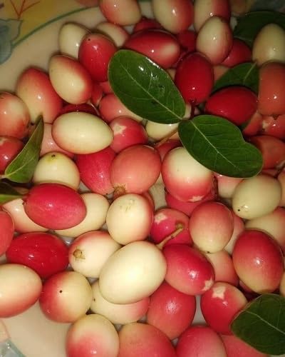 Bunchberry Seeds for Planting Heirloom Non-GMO High Germination Organic Garden Seeds