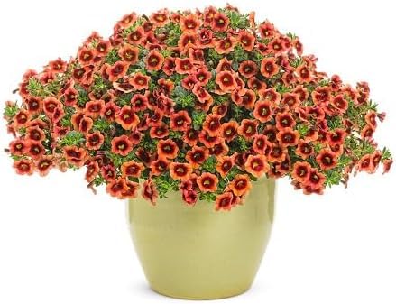 Orange Calibrchoa Flower Seeds – Heirloom, Non-GMO, High Germination Organic Garden Seeds for Planting