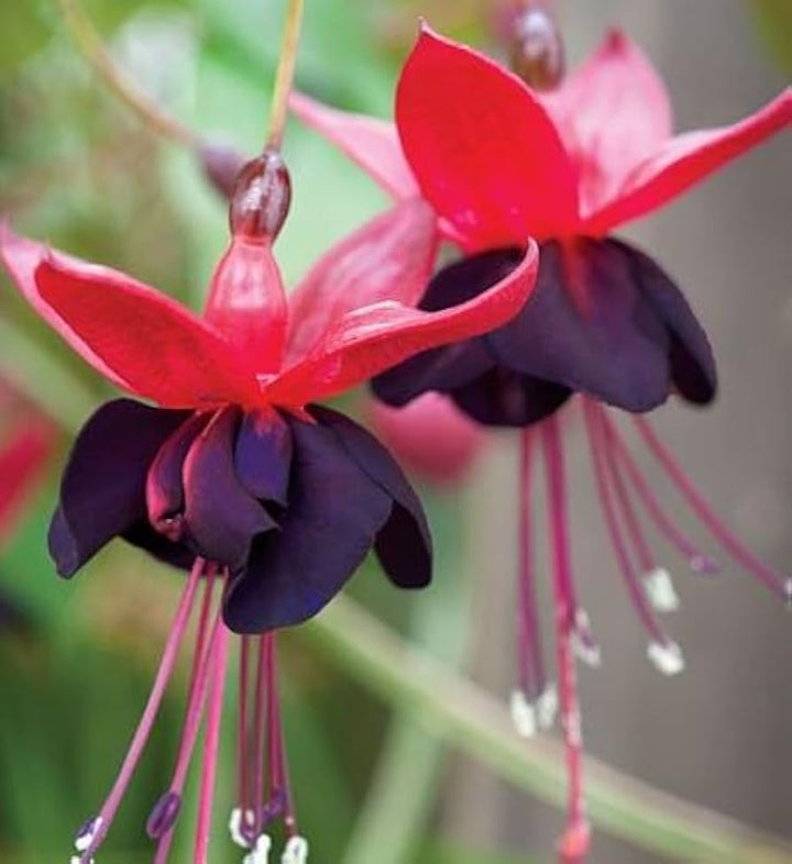 Black Fuchsia Hanging Flower Seeds – Heirloom, Non-GMO, High Germination Seeds