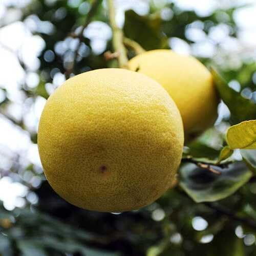 Yellow Pomelo Seeds – Heirloom, Non-GMO, High Germination Organic Garden Seeds