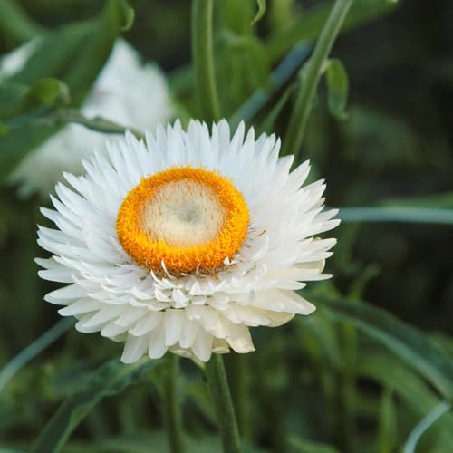 white helichrysum flower seeds