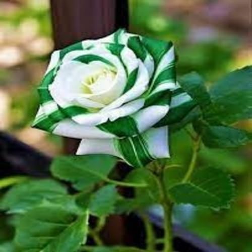 green white flower seeds
