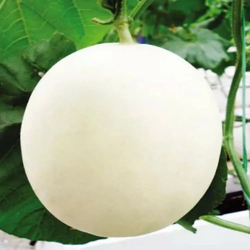 Muskmelon Seeds White – Heirloom, Non-GMO, High Germination Organic Garden Seeds