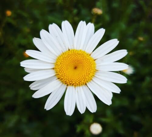 White Daisy Flower Seeds Heirloom Non-GMO High Germination Organic Garden Seeds for Planting