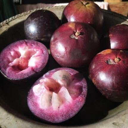 Caimito Seeds Purple – Heirloom, Non-GMO, High Germination Organic Garden Seeds