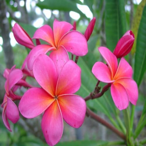 Rosa Plumeria Blumensamen – Alte Sorte, gentechnikfrei, keimfähig, Bio-Gartensamen zum Pflanzen