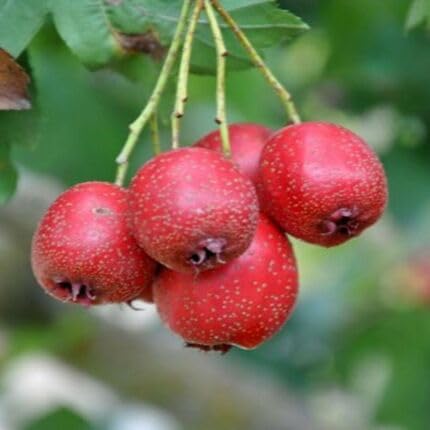 Red Crataegus Seeds for Planting – Heirloom, Non-GMO, High Germination Organic Garden Seeds