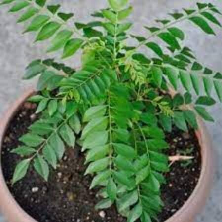 Curryleaf Seeds – Heirloom, Non-GMO, High Germination Organic Garden Seeds Planting