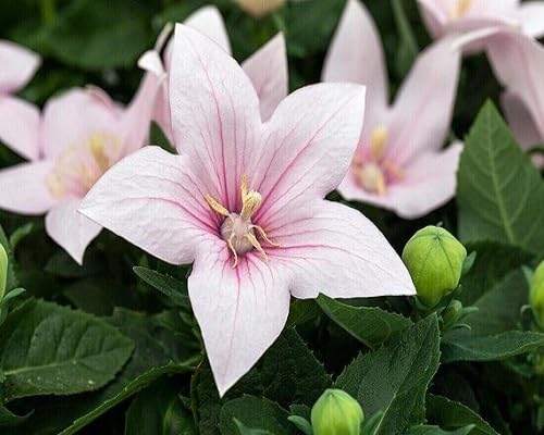 White Portulaca Grandiflora Flower Seeds for Planting – Heirloom, Non-GMO, High Germination