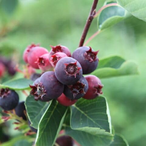 Saskatoon Berry Seeds – Heirloom, Non-GMO, High Germination Organic Garden Seeds