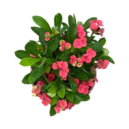 Red Milii Flower Seeds – Heirloom, Non-GMO, High Germination Organic Garden Seeds for Planting