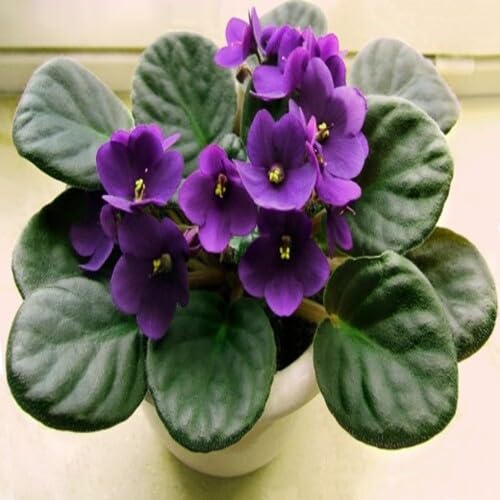 Violet Saintpaulia Flower Seeds – Heirloom Non-GMO High Germination Organic Garden Seeds for Planting