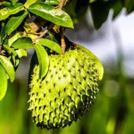 Durian Seeds Green – Heirloom, Non-GMO, High Germination Organic Garden Seeds