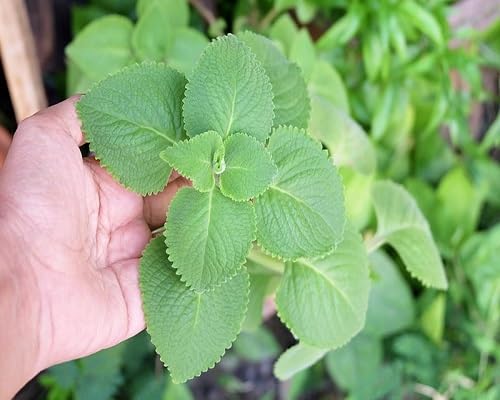 Green Oregano Cuban Plant Seeds Heirloom Non-GMO High Germination Organic Garden Seeds for Planting