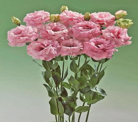 Eustoma Flower Seeds Pink – Heirloom Non-GMO High Germination Seeds