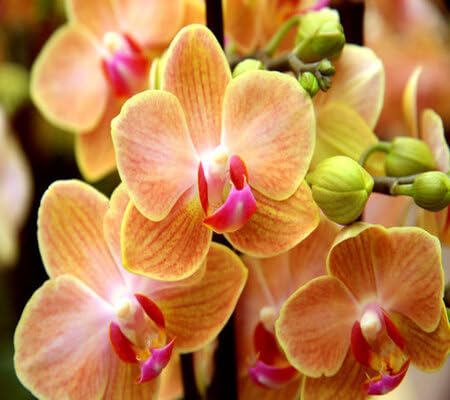Orange Orchid Flower Seeds – Heirloom, Non-GMO, High Germination Seeds