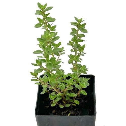 Green Lemon Thyme Plant Seeds Heirloom Non-GMO High Germination Organic Garden Seeds