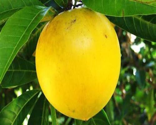 Abiu Seeds for Planting Heirloom Non-GMO High Germination Organic Garden Seeds
