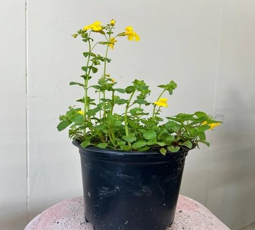 Yellow Mimulus Guttatus Flower Seeds – Heirloom, Non-GMO, High Germination Organic Seeds