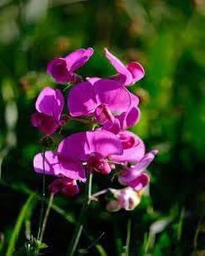 Sweet Pea Flower Seeds Pink Heirloom Non-GMO High Germination Organic Garden Seeds