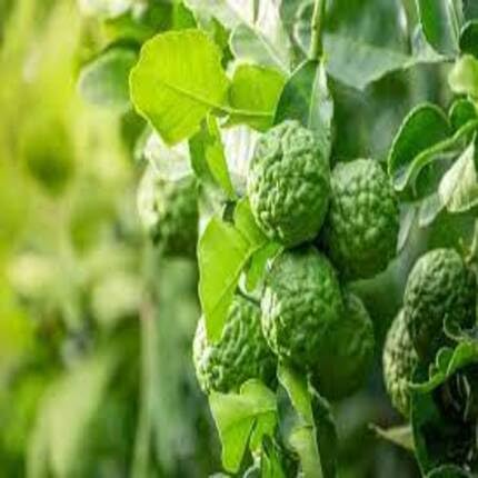 Green Bergamot Seeds Heirloom Non-GMO High Germination Organic Garden Seeds for Planting