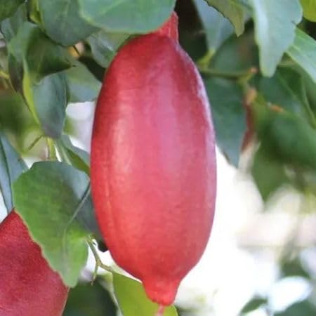 Red Finger Lime Seeds – Heirloom, Non-GMO, High Germination Organic Garden Seeds