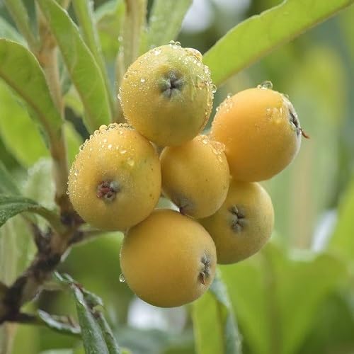 Yellow Loquat Seeds – Heirloom, Non-GMO, High Germination Organic Garden Seeds