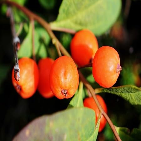 Bunchberry Seeds for Planting Heirloom Non-GMO High Germination Organic Garden Seeds