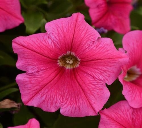 Pink Trailing Petunia Flower Seeds Heirloom Non-GMO High Germination Organic Garden Seeds for Planting