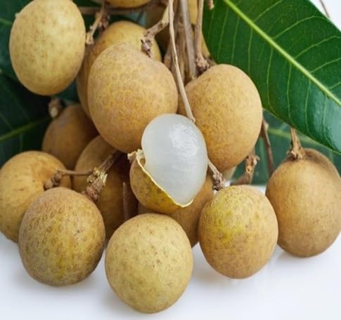 Longan Seeds – Heirloom, Non-GMO, High Germination Organic Garden Seeds