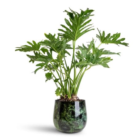 Green Philodendron herb seeds