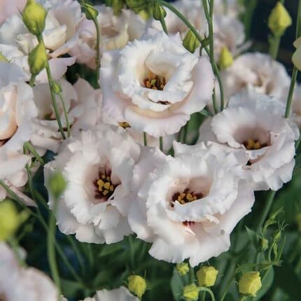 Lisianthus Flower Seeds White Heirloom Non-GMO High Germination Organic Garden Seeds for Planting