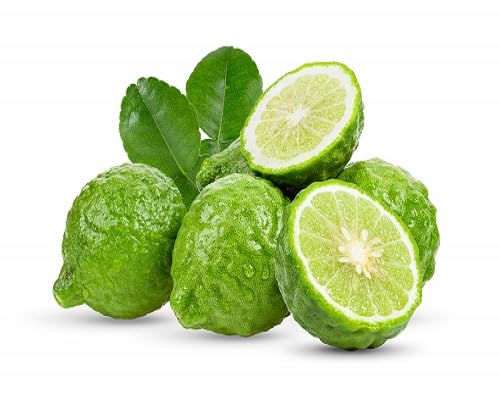 Bergamot Seeds Heirloom Non-GMO High Germination Organic Garden Seeds for Planting