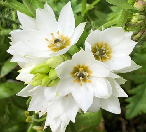 White Chincherinchee Flower Seeds Heirloom Non-GMO High Germination Organic Garden Seeds for Planting