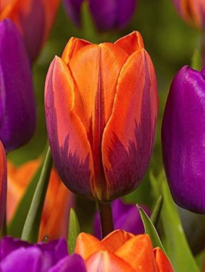 Orange Purple Tulip Flower Seeds – Heirloom, Non-GMO, High Germination Seeds