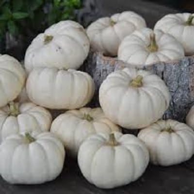 Pumpkin White Seeds – Heirloom, Non-GMO, High Germination Organic Garden Seeds Planting