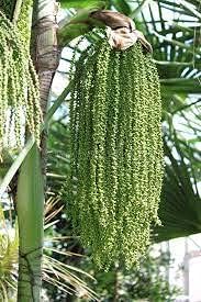 fishtailpalmheirloomnongmo flower seeds