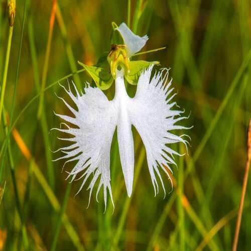 White Egret Flower Seeds Heirloom Non-GMO High Germination Organic Seeds